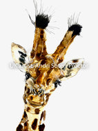 Giraffe - classic look